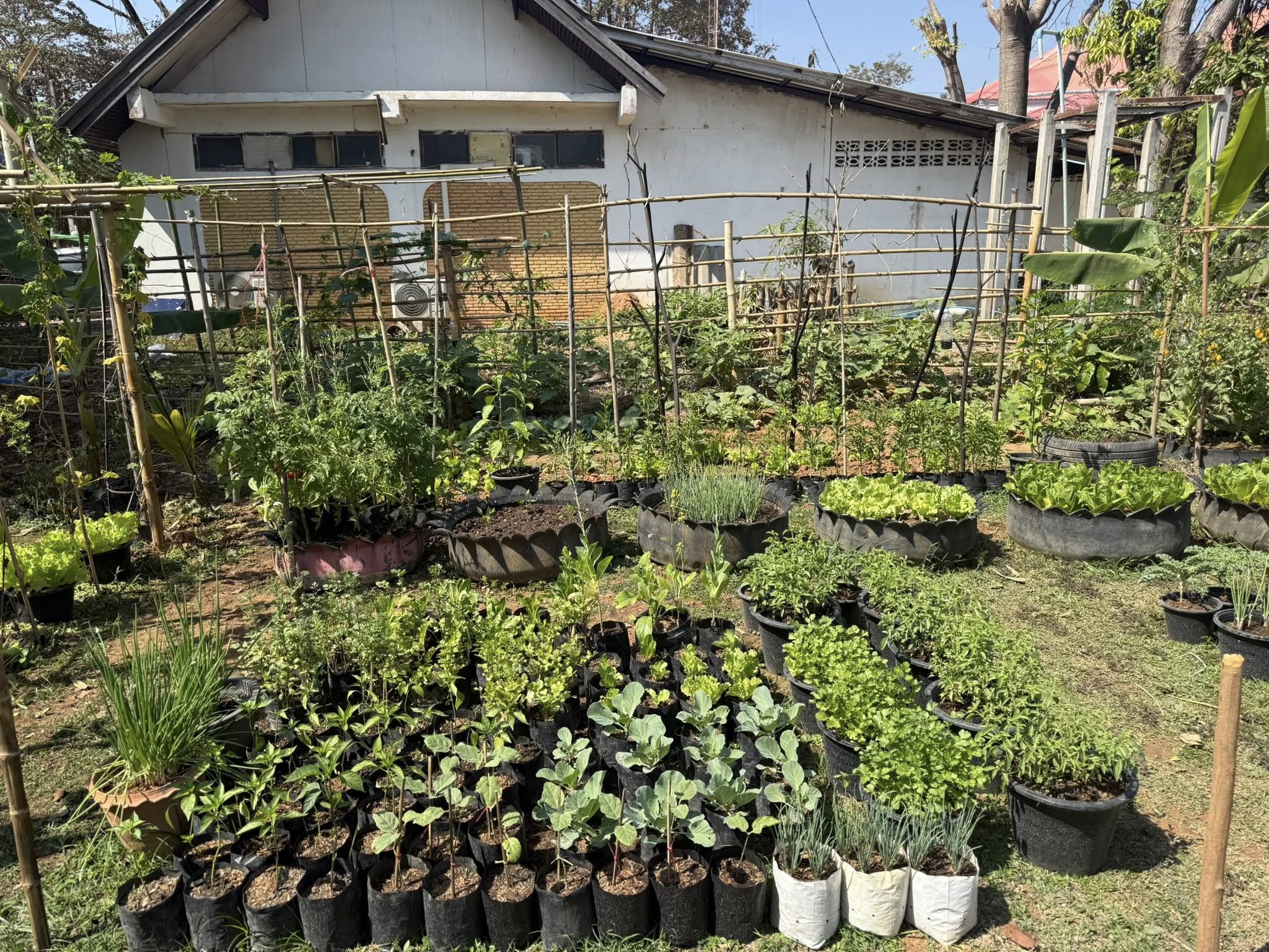 🥬🥒🍆🥗🌽 สำนักงานพัฒนาชุมชนอำเภอศรีบุญเรือง ร่วมกับสำนักงานเกษตรอำเภอศรีบุญเรือง ขับเคลื่อนปฏิบัติการ “QUICK WIN 90 วัน“ปลูกผักสวนครัวสร้างความมั่นคงทางอาหาร สู้ภัยวิกฤตด้วยวิถีพอเพียง🥬🥒🍆🥗🌽